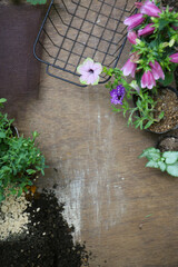 creating a small potted garden in a japanese style 