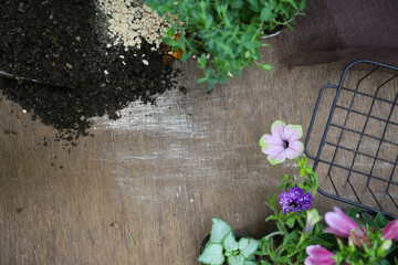 creating a small potted garden in a japanese style 