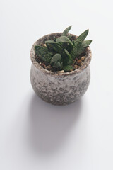 succulent in a pot isolated