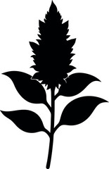 Amaranth plant silhouette with leaves and flower head on white background
