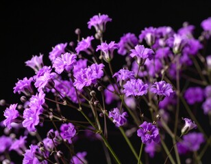 Obraz premium Purple gypsophila on a black background