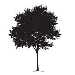 Fototapeta premium Tall Alder Tree Black Silhouette Clip Art