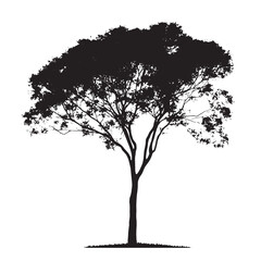 Fototapeta premium Tall Thin Alder Tree in Silhouette