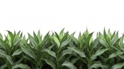 Fresh green plants and leaves over PNG transparent background
