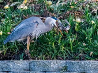 Great Blue Heron (Ardea herodias) with caught fish in its beak