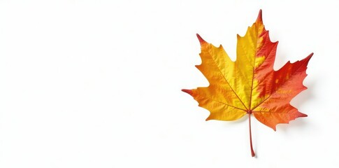 Fototapeta premium Single maple leaf isolated on white background, leafy greens, seasonal