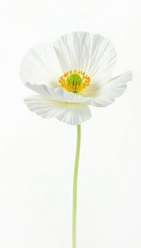 Poppy White Background Images – Browse 216,578 Stock Photos, Vectors ...