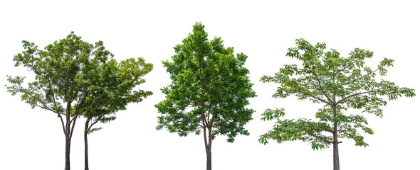 Set of green tree isolated on transparent background, PNG Format