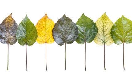 Autumn Leaf Progression Displayed on a PNG Transparent Background