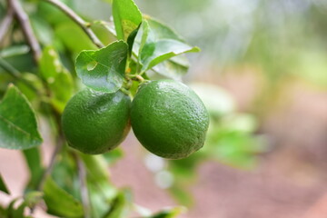 green lemons on the tree, Lemon fruits green and water droplets on surface, green plant background, Fresh lime and lime leaves