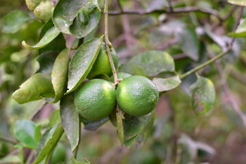 green lemons on the tree, Lemon fruits green and water droplets on surface, green plant background, Fresh lime and lime leaves