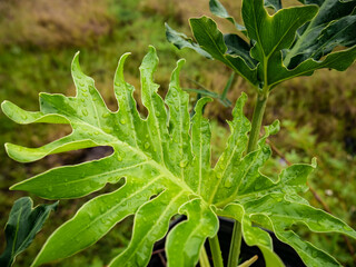 fresh green philodendron leaf with rain droplets in the backyard