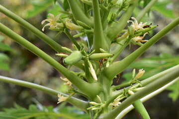 Fototapeta premium Papaya tree with green leaves and green papaya in tropical garden, green papaya growing on a tree, Green Papaya on the trunk