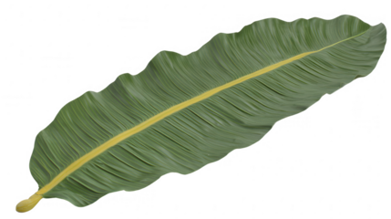Detailed image of a green leaf with yellow veins against a PNG transparent background.
