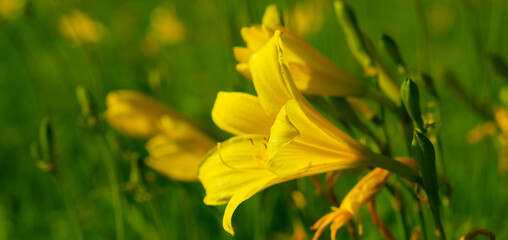Meadow beautiful yellow flowers daylilies. Blooming Hemerocallis lilioasphodelus. Yellow forest day lily. Summer banner