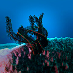 Underwater photo of a feather sea star at a coral reef. From a scuba dive in the Andaman Sea in the south of Thailand.
