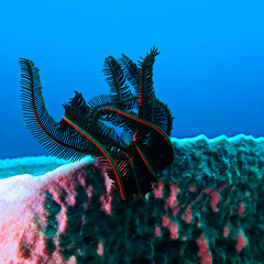 Underwater photo of a feather sea star at a coral reef. From a scuba dive in the Andaman Sea in the south of Thailand.