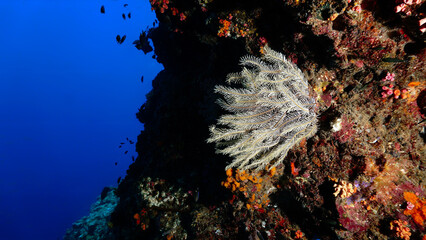 Underwater photo of a feather sea star at a coral reef. From a scuba dive in the Andaman Sea in the south of Thailand.