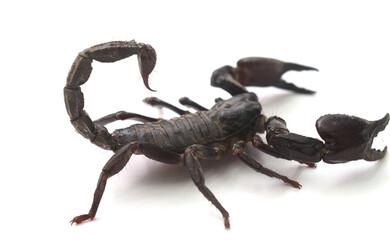 Asiatic Forest Scorpion with tail curled up isolated on a white background