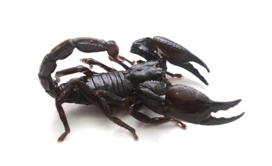 Scorpion on Isolated White Background