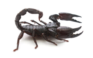 Green scorpion on white background.