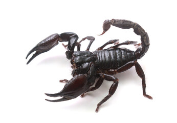 Asiatic Forest Scorpion with tail curled up isolated on a white background