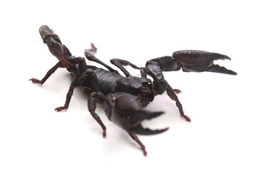 Scorpion ready to fight on white background
