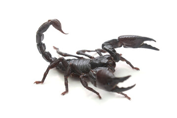 Scorpion ready to fight on white background
