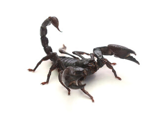 Scorpion on Isolated White Background