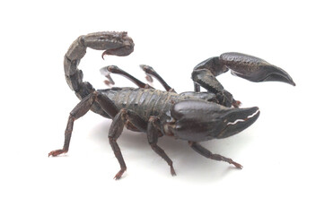 Black scorpion isolated on white background