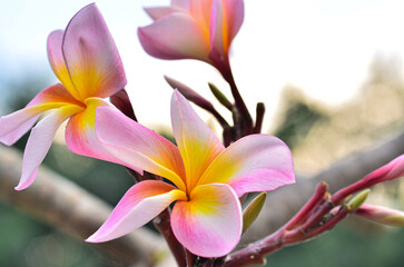 Frangipani flower in nature