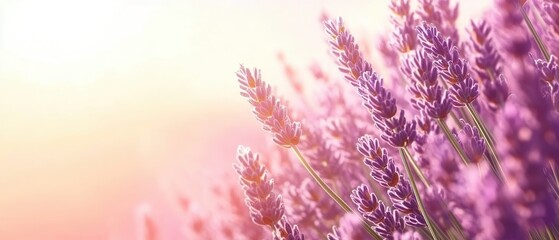 Serene Lavender Field at Sunrise Soft Light Purple Blooms