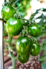 대추방울 토마토