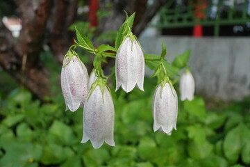 단아하고 수수한 섬초롱꽃