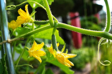 아기 오이와 작은 덩쿨