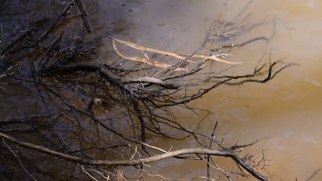 Water skaters swim and rest on the surface of the water, Water Striders, Pond Skaters, Group of water strider gerridae on water surface. Common pond skater in habitat. Bug waterbender live in stagnant