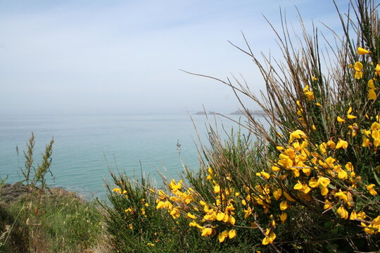 Close-up of broom flowers by the sea - Gros plan sur des fleurs de gen&ecirc;t en bord de mer