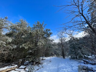 snow covered trees