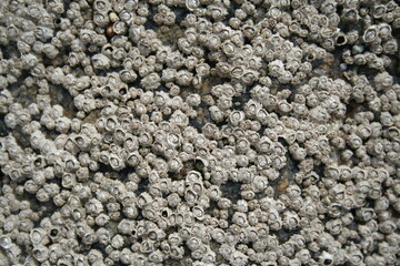 texture of balanomorpha shells on a rock- texture des coquilles de balanomorphes sur un rocher
