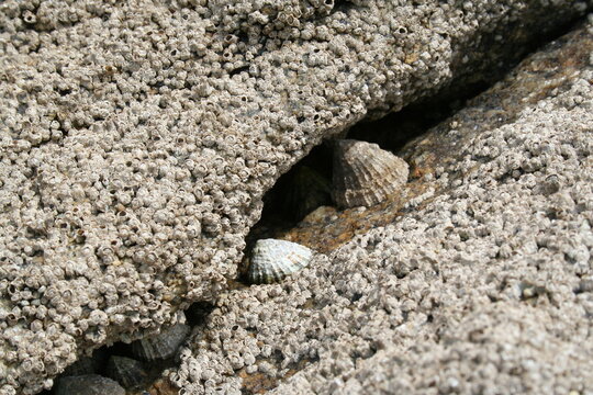close up of shells on a rock, limpet and balanomorpha