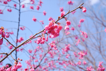 Pink Flower