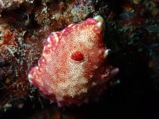 red sea anemone
