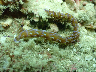 octopus on coral