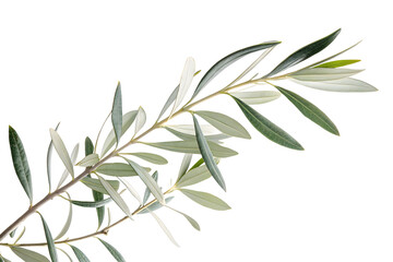 Obraz premium Branch of a olive tree with leaves isolated on white or transparent background