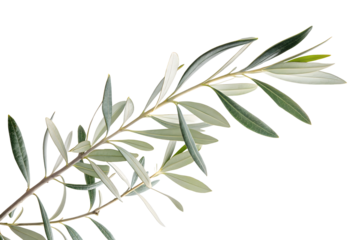 Branch of a olive tree with leaves isolated on white or transparent background