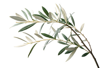 Branch of a olive tree with leaves isolated on white or transparent background