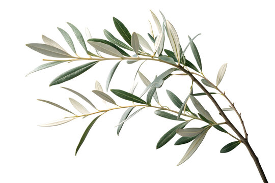 Branch of a olive tree with leaves isolated on white or transparent background
