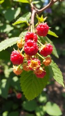 Vibrant Raspberry Plant in Full Bloom