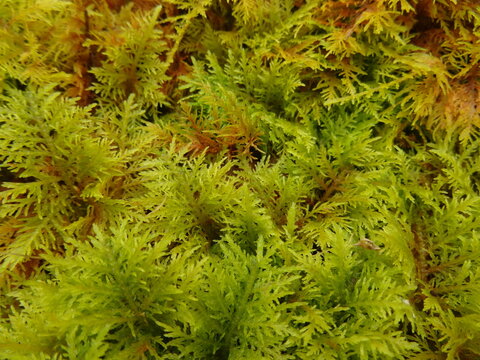 green moss background - fond vert mousse