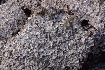 barnacles on rocks, barnacle on a rock